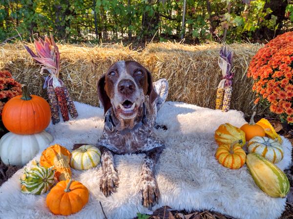 /images/uploads/southeast german shorthaired pointer rescue/segspcalendarcontest2021/entries/21972thumb.jpg